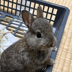 うさぎ