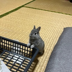 うさぎ - その他