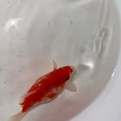 玉サバ