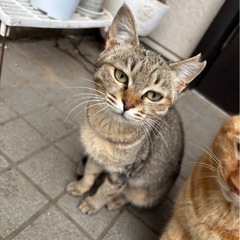 遺棄された子猫の家族を募集します。
