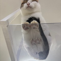 キャットステップ🐈アクリルの画像
