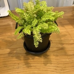 観葉植物3鉢セットの画像