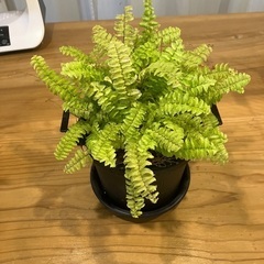 観葉植物3鉢セットの画像