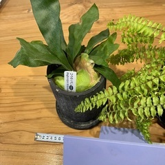 観葉植物3鉢セットの画像