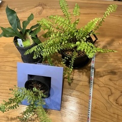 観葉植物3鉢セットの画像