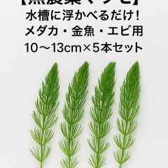 【即日対応】マツモ 水草 5本セット 金魚・メダカ用