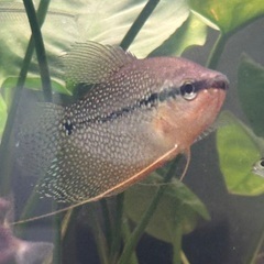 熱帯魚グラミー２匹