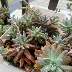 ①〜⑤の多肉植物プランターごとの画像
