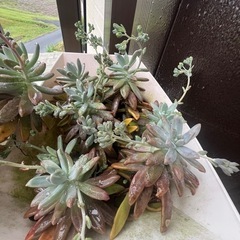 ①〜⑤の多肉植物プランターごとの画像