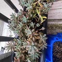 ①〜⑤の多肉植物プランターごと