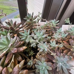 ①〜⑤の多肉植物プランターごとの画像