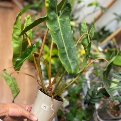 観葉植物　インテリア　フィロデンドロン　ビレッタエ　希少　現品渡し