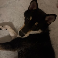 迷子犬みつかりました！！