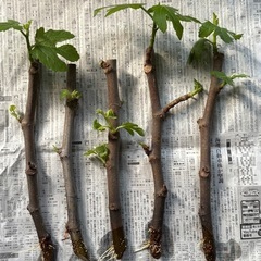 いちじく　穂木発根中　5本
