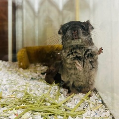 譲渡見送り　チンチラ　ノーマル　性別不明