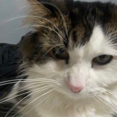 4歳ノルウェーシャンフォレストキャット♂