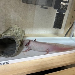 ウーパールーパー
