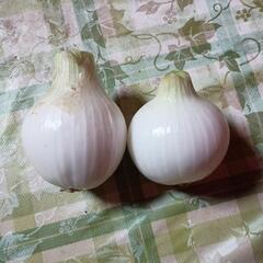 新白玉ねぎ
