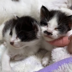 生後0ヶ月の白黒ハチワレ兄弟4匹