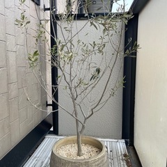 国産オリーブの木