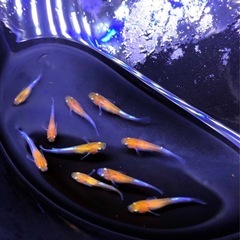特上.お話し中＊SUPER💐三色体外光.ひかりラメ魚メダカ有精卵...