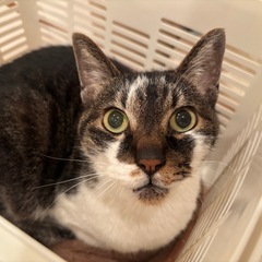 マンチカン(足長) 