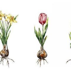 花瓶　ガラス　バルブベース　一体型の画像