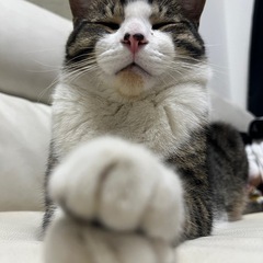 早急に募集してます。一歳になるぐらいの猫