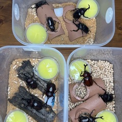 【ペア】カブトムシペア