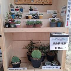 🌵多肉園ひだまり🌵(無人販売所)