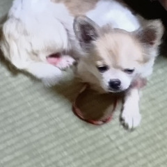 もう一匹保護犬です　今日譲渡可能
