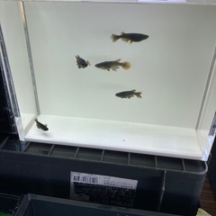 メダカ販売　ミジンコ　PSBなど - イベント