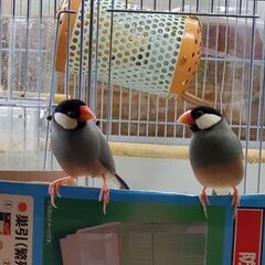 文鳥親（つがい）