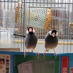 文鳥親（つがい）　5/27譲渡終了です。ご応募有り難う御座いました - 高松市
