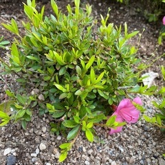 ミヤマキリシマ　ツツジ　花　植木