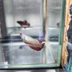 熱帯魚 ハーフムーンベタ♂ 5月14日で3ヶ月