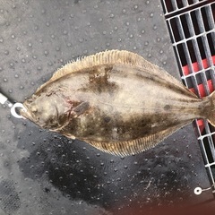 バス釣り、ライトソルト