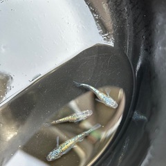 メダカ　ネプチューン3匹