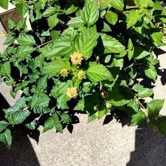 ランタナの切り戻し枝0円