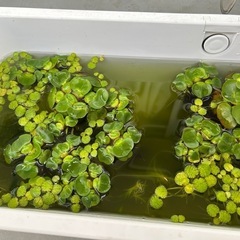 水草と巻貝