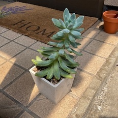 多肉植物を岡山市有料指定袋[小]と交換
