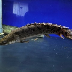 デルヘッジ　ブリードの画像