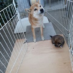 今人気の柴犬（引退犬）