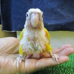 ウロコインコ　雛　サンチーク