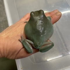 イエアメガエル　ブルー☆の画像