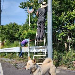 大粒メインの青梅・そしてその後の完熟梅の画像