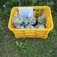 大粒メインの青梅・そしてその後の完熟梅