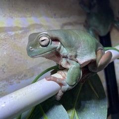 イエアメガエル　ブルー