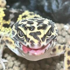 爬虫類レオパ、ニシアフ、フトアゴ、リクガメ