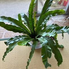 オオタニワタリ